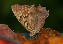 asterocampa_img_4679