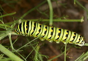 black_swallowtail754