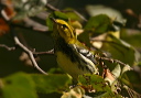 blackthroatedgreen588
