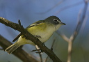 blue-headed_vireo605