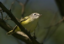 blue-headed_vireo612