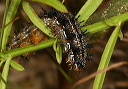 common_buckeye649