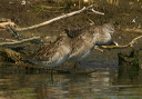 dowitcher_sp576