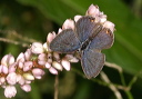everes_img_4909