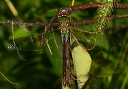 greendarner913