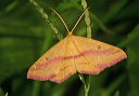 haematopis_img_4546