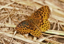 meadow_fritillary774