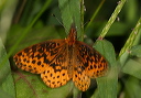 meadow_fritillary777