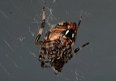 neoscona_crucifera590