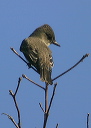 olive-sided_flycatcher550