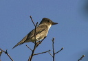 olive-sided_flycatcher553