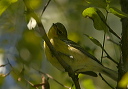 pine_warbler600