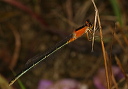 rambur_s_forktail658