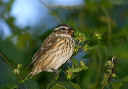 rosebreastedgrosbeak946