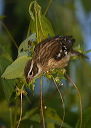 rosebreastedgrosbeak947