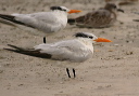 royal_tern625