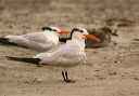 royal_tern627