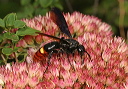 scolia_img_4710
