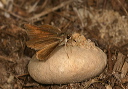 swarthy_skipper726