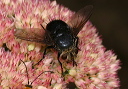 tachnid_img_4711