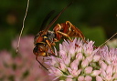 wasp_img_4733