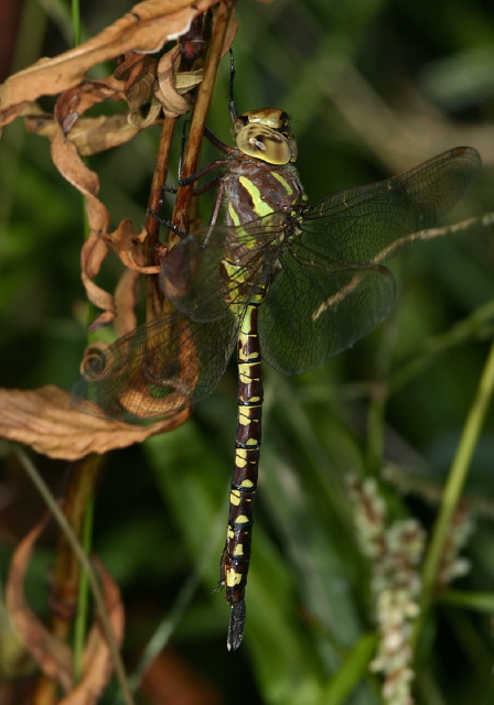 Aeshna constricta Aeshnidae