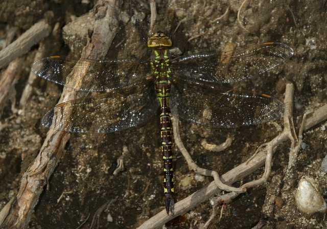 Aeshna constricta Aeshnidae