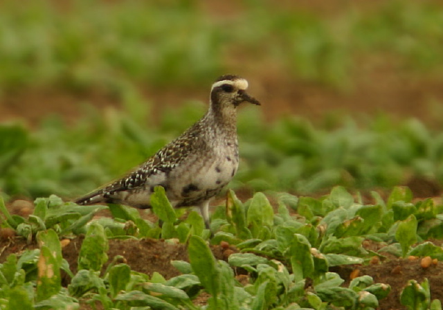 Pluvialis dominica Charadriidae