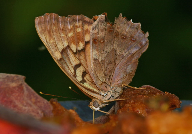 Asterocampa clyton Nymphalidae