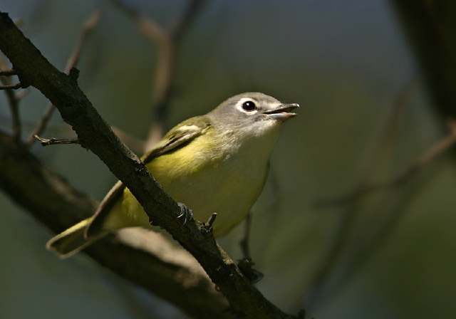 Vireo solitarius Vireonidae