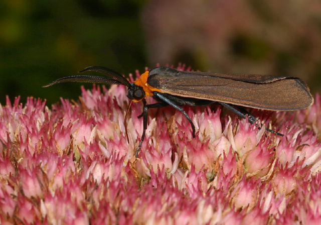Cisseps fulvicollis Erebidae