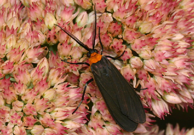 Cisseps fulvicollis Erebidae