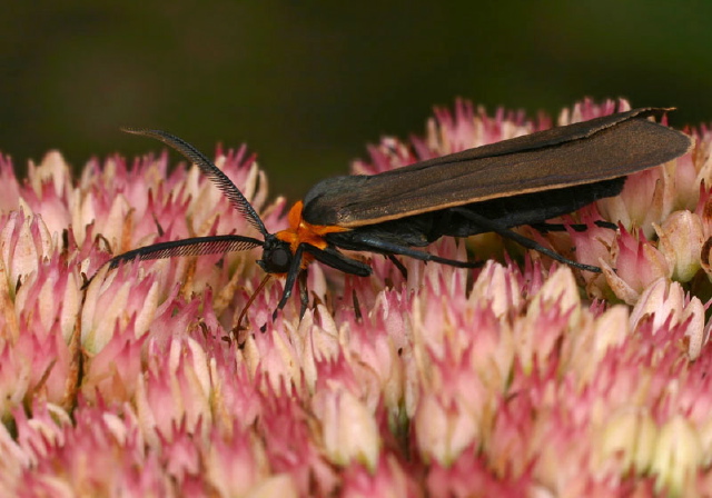 Cisseps fulvicollis Arctiidae