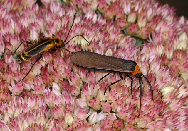 Cisseps fulvicollis Erebidae
