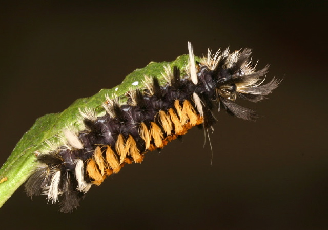 Euchaetes egle Erebidae