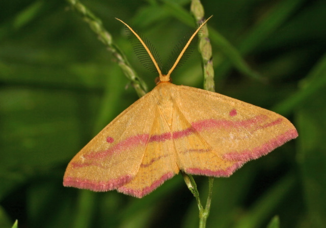 Haematopis grataria Geometridae