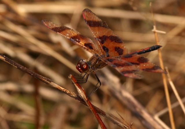 Celithemis eponina Libellulidae