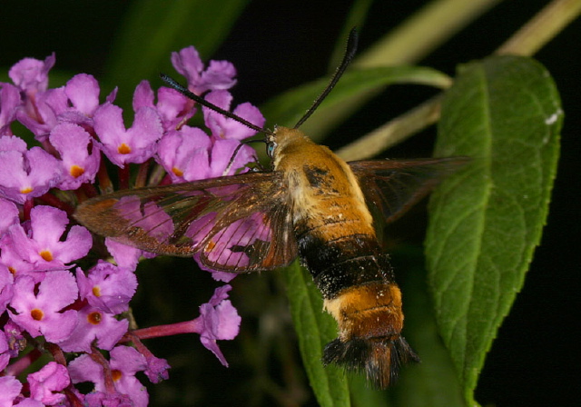Hemaris diffinis Sphingidae