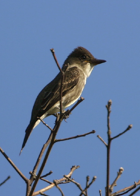 Contopus cooperi Tyrannidae