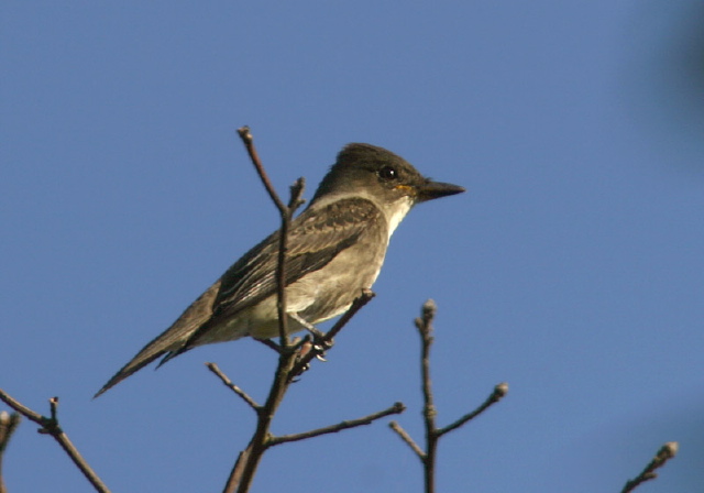 Contopus cooperi Tyrannidae