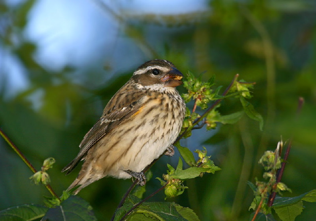 Pheucticus ludovicianus Cardinalidae