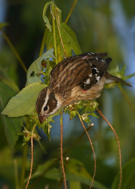 Pheucticus ludovicianus Cardinalidae