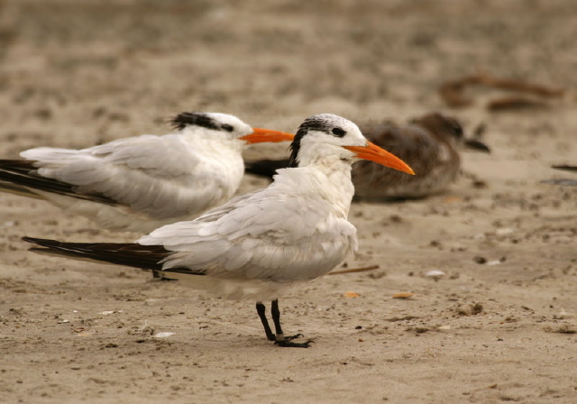 Sterna maxima Sternidae