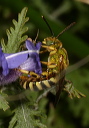 agapostemon_sp301