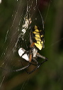 argiope_img_4964