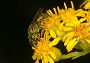augochlora_sp294