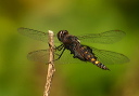 black_saddlebags119