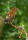 blue_grosbeak319