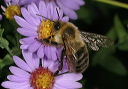 bombus_img_5239