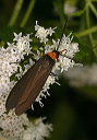 cisseps_img_5040